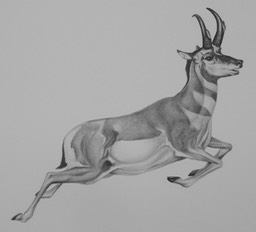 antelope5