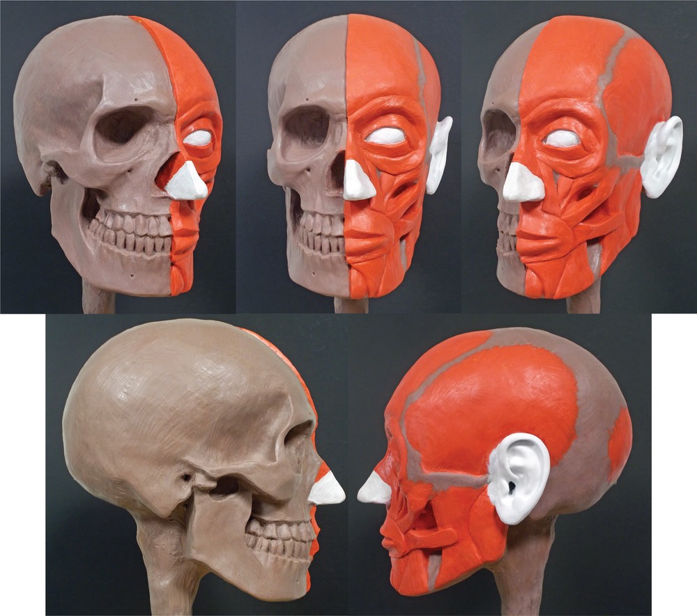 Ecorche-Bust-for-Web-Site