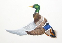 mallard