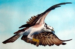osprey