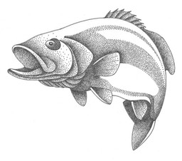 Stipple Fish Ink